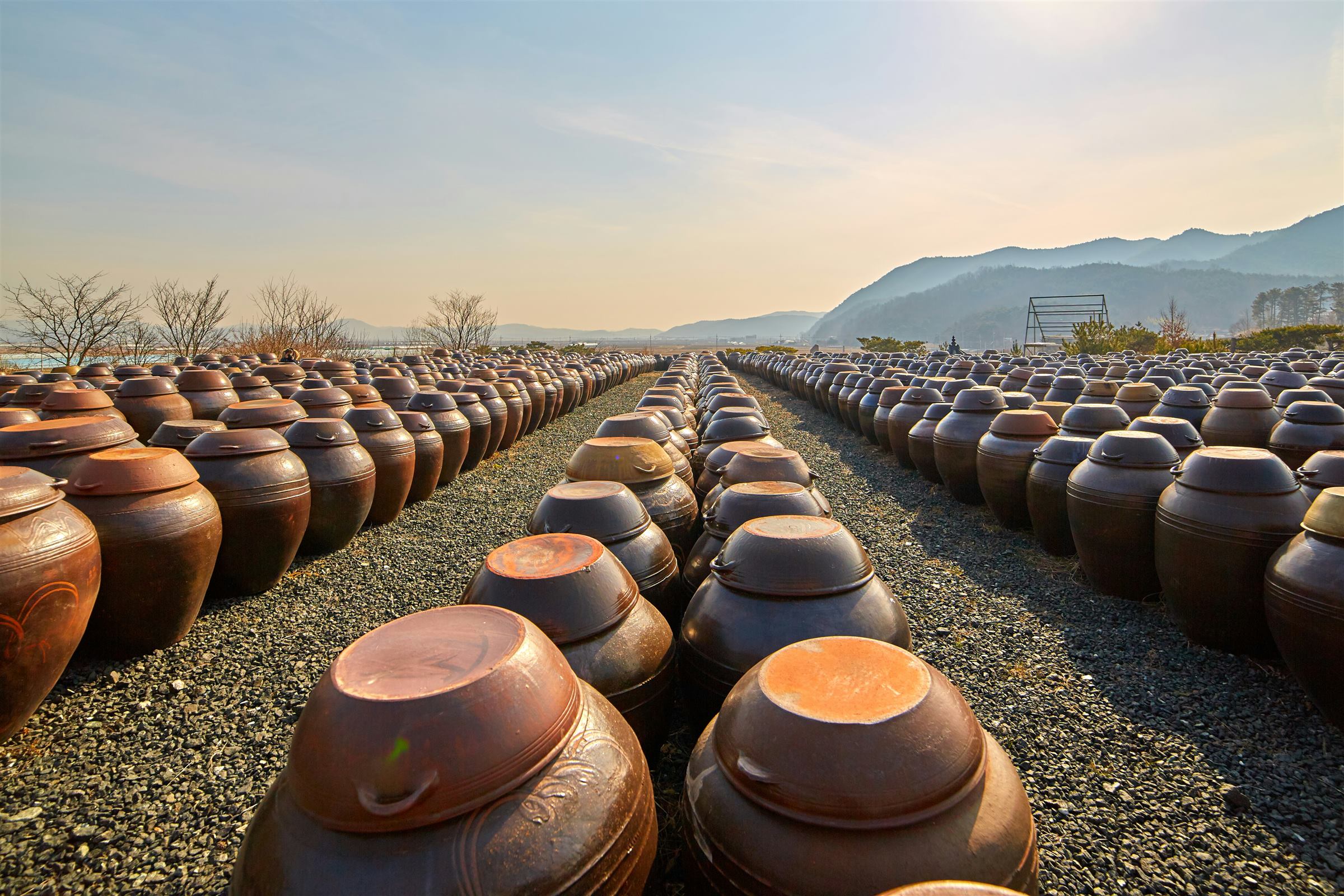Rows of onggi fermentation jars under the Korean sun