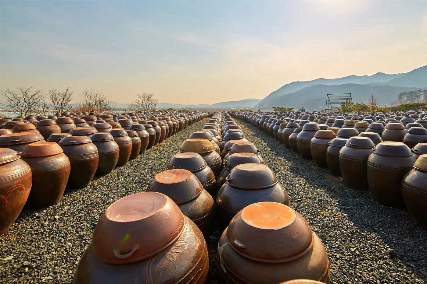 Rows of onggi fermentation jars under the Korean sun