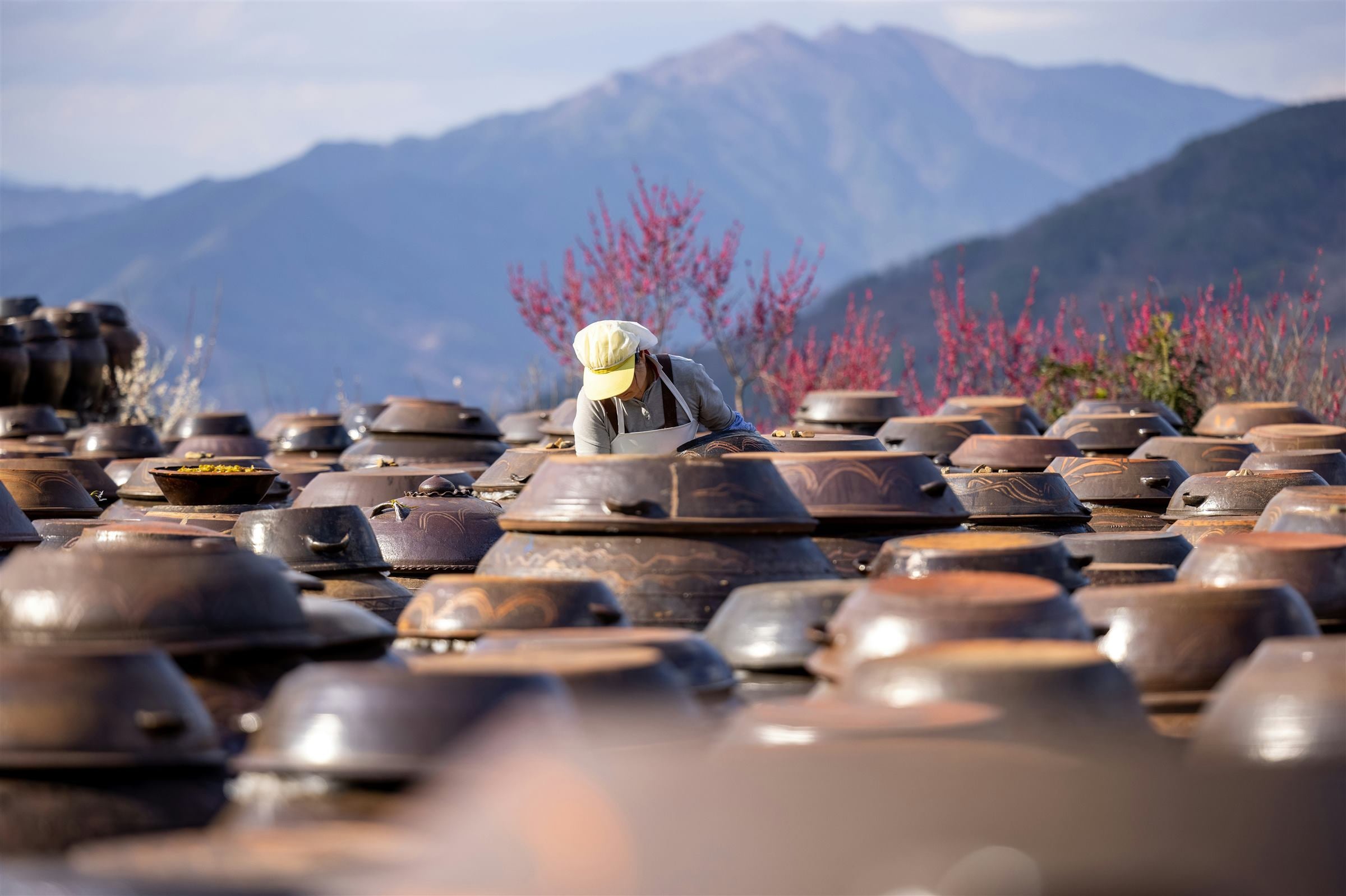 Rows of onggi fermentation jars under the Korean sun